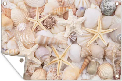 Produktbild von MuchoWow® 60x40 cm Outdoor-Poster Gartendeko Sichtschutz Garten Poster für den Garten  Seestern - Muscheln - Strand - Sommer