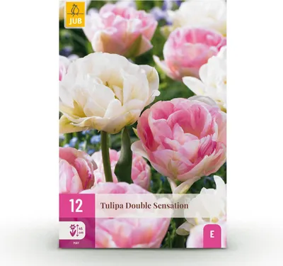 Produktbild von Blumenzwiebeln - Tulpe 'Double Sensation' - Weiß und Rosa - 12 Stück - Zwiebelgröße 11/12 - 20-50cm - Ø5cm - Gartenpflanze - Multideal
