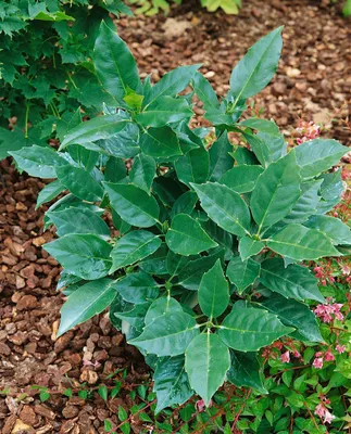 Produktbild von Aucuba japonica 'Rozannie', Japanische Aukube, immergrün, 40–50 cm