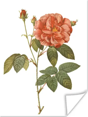 Produktbild von MuchoWow® Poster Blumen - Rose - Vintage 90x120 cm - Wohnzimmer