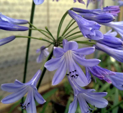 Obrázek produktu pro Agapanthus africanus 'Blue Globe' hrnec Ø 9 cm - Dekorativní lilie - Láska květina - Vanové rostliny