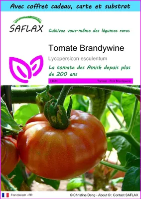 Image de SAFLAX Ensemble-cadeau - Tomate Brandywine - 10 graines - Lycopersicon
