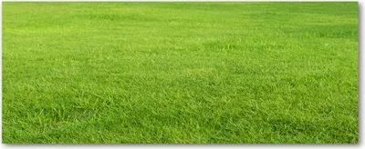 Produktbild von Tulup® Leinwandbild - 125x50 cm - Wandkunst - Drucke auf Leinwand - Leinwanddruck  - Landschaften - Grün - Grünes Gras