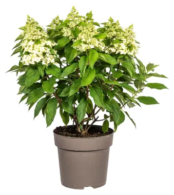 Produktbild von Hydrangea paniculata White Ø24cm - Höhe 70 - 80cm