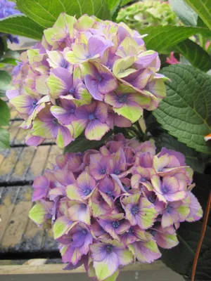 Produktbild von Hydrangea macrophylla Lady Mata Hari Blue ® - Garten-Hortensie - Royalty Collection - 40-60