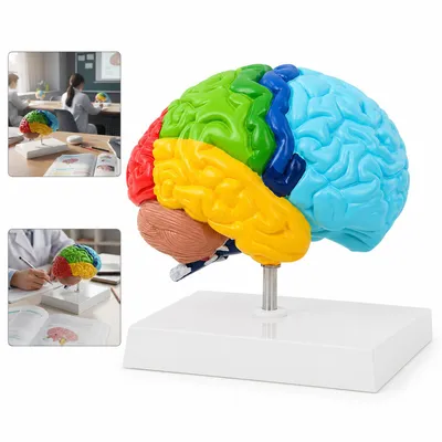 Produktbild von Gehirnmodell Lehrmittel für Biologie, farbiges Anatomiemodell Menschliches Gehirn, 1:1 Größe PVC Modell für Schule Medizin Studium