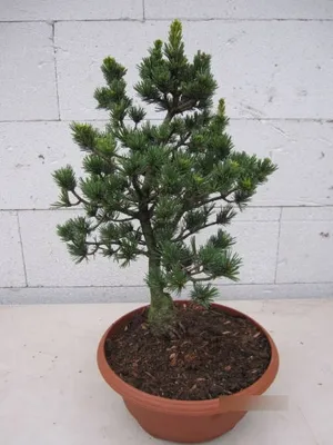 Produktbild von Pinus parviflora Gyokkasen - Mädchenkiefer Gyokkasen Bonsai