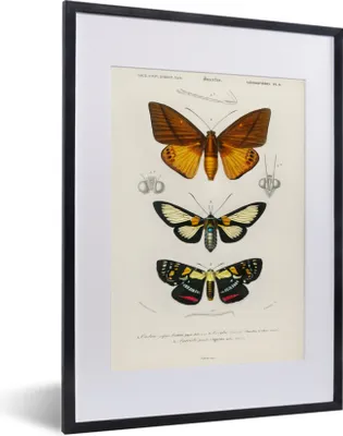 Produktbild von MuchoWow® MuchoWow® Gerahmtes Poster Schmetterling - Vintage - Insekten 30x40 cm - Poster mit zchwarzem Bilderrahmen - Wandposter Schlafzimmer