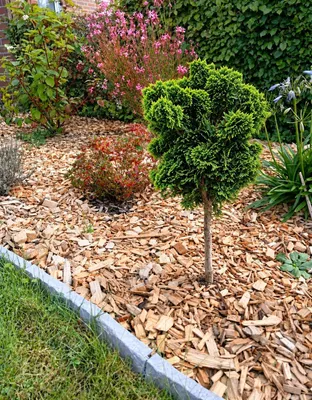 Produktbild von Chamaecyparis obtusa Nana Gracilis Muschelzypresse Hochstamm 40 - 50 cm
