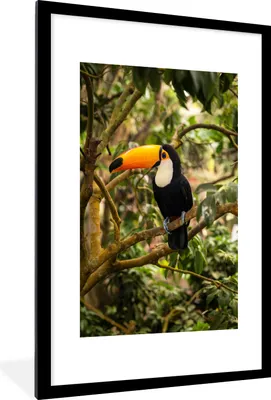 Produktbild von MuchoWow® Gerahmtes Poster Vogel - Tukan - Dschungel - Natur - Tropisch 60x90 cm - Poster mit Schwarzem Bilderrahmen Wandposter Rahmen Foto Bilder - Dekoration - Wandposter Wohnzimmer - Hochwertig