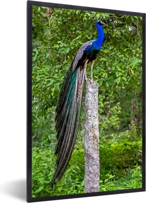 Produktbild von MuchoWow® Gerahmtes Poster Pfau - Wald - Zweig 60x90 cm - Poster mit Schwarzem Bilderrahmen Wandposter Rahmen Foto Bilder - Kunst