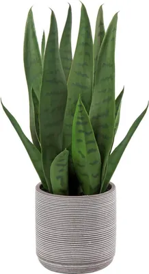 Obrázek produktu pro Umělá pokojová rostlina Sansevieria v bílém keramickém květináči 40,6 cm