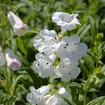 Immagine prodotto di 6 x Penstemon a fiore grande - Penstemon 'White Bedder' | Vaso 9 cm x 9 cm