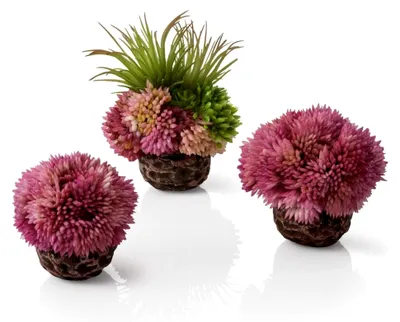 Produktbild von Korallenball-Set lila, 8 x 8 x 9 cm - Dekoration für Aquarien, naturnahe Aquarienpflanze