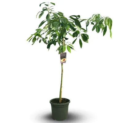 Image de Avocatier - hass - persea americana - arbre fruitier - ↕ 180-200 cm - ⌀ 35 cm