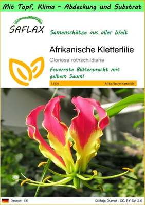 Produktbild von SAFLAX Garden to go - Afrikanische Kletterlilie - Gloriosa rothschildiana - 15 Samen - Mit Topf, Klima - Deckel und Anzuchtsubstrat