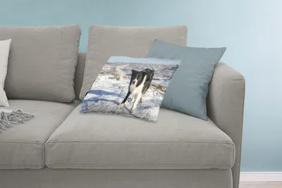 Produktbild von MuchoWow® Zierkissen Sofakissen Wohnzimmer Dekokissen 60x40 cm Ein Border Collie in den Schneehügeln - Kopfkissen - Polster mit Foto