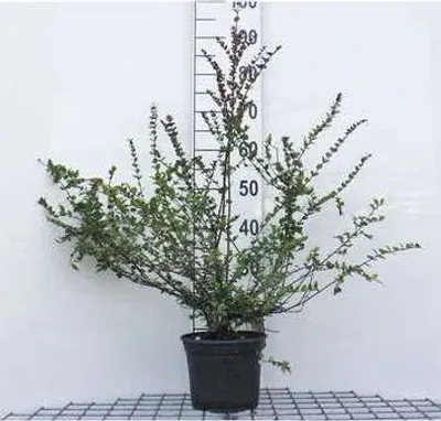 Immagine prodotto di Lonicera nit. 'Red Tips' - Heckenkirsche 20- 25 cm - Contenitore