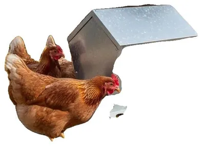 Image de Distributeur de nourriture pour poulets, en acier galvanisé, pour intérieur et extérieur, couleur argent
