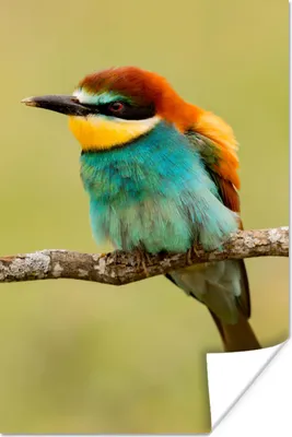 Produktbild von MuchoWow® Poster Vogel - Bienenfresser - Tiere 40x60 cm - Plakate für die Wand - Poster Babyzimmer