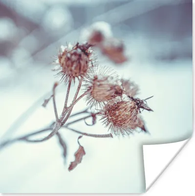 Produktbild von MuchoWow® Poster Pflanzen - Winter - Schnee - Natur 100x100 cm - Babyzimmer