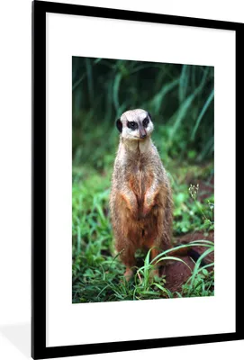 Produktbild von MuchoWow® Gerahmtes Poster Gras - Erdmännchen - Tier 60x90 cm - Poster mit Schwarzem Bilderrahmen Wandposter Rahmen Foto Bilder - Dekoration - Wandposter Wohnzimmer - Hochwertig