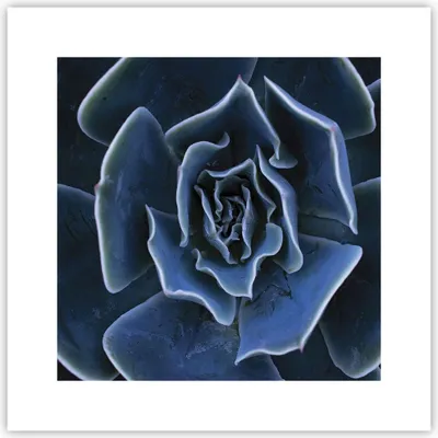 Produktbild von Poster - Poster ohne Rahmen - Blau Kaktus Blume - 30x30 cm - Wand Bild - Wanddeko - Wandbilder - Kunstposter - Wandposter - Bilder - Kunstdruck - Wanddekoration - Wandbild - P2XAC30x30-5008