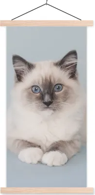 Produktbild von MuchoWow® Textilposter Katze - Ragdoll Katze - Blau - Mädchen - Kinder - Jungen - Kind 60x120 cm mit holzfarbenen Rahmen - Holz