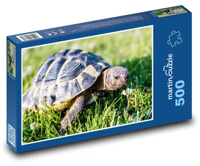 Obrázek produktu pro martinpuzzle - Puzzle 500 - Želva