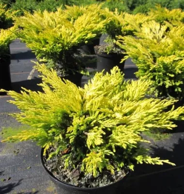 Produktbild von Juniperus horizontalis Lime Glow - Teppichwacholder Lime Glow - 20-25cm