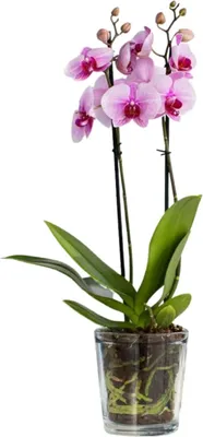 Obrázok produktu pre Kvetináč sklenené veko 135 cm - priehľadné sklo - Orchidey - 1000 ml - priemer 12,5 cm Orchidea