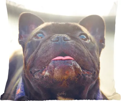 Produktbild von MuchoWow® Zierkissen Sofakissen Wohnzimmer Dekokissen 60x60 cm Französische Bulldogge - Schwarz - Sonne - Sitzfläche - Foto Polster
