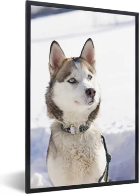 Produktbild von MuchoWow® Gerahmtes Poster Sibirischer Husky im Schnee 60x90 cm - Poster mit Schwarzem Bilderrahmen Wandposter Rahmen Foto Bilder - Kunst