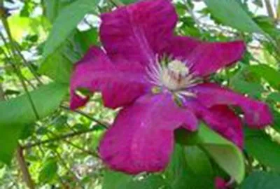 Zdjęcie produktu dla Clematis hybr. 'Rouge Cardinal' - Waldrebe "Rhapsodie 50-60 cm | Topf