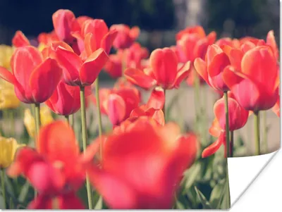 Produktbild von MuchoWow® Poster Tulpen - Blumen - Natur 120x90 cm - Wandbild