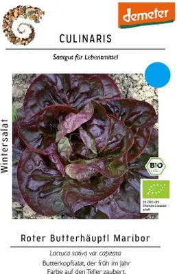 Produktbild von Wintersalat Roter Butterhäuptl Maribor,frühe Freilandpflanzung möglich