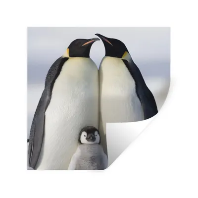 Produktbild von MuchoWow® Wandtattoo Wandsticker Wandaufkleber Pinguin - Familie - Schnee 50x50 cm Selbstklebend und Repositionierbar - Selbstklebend - Fototapeten