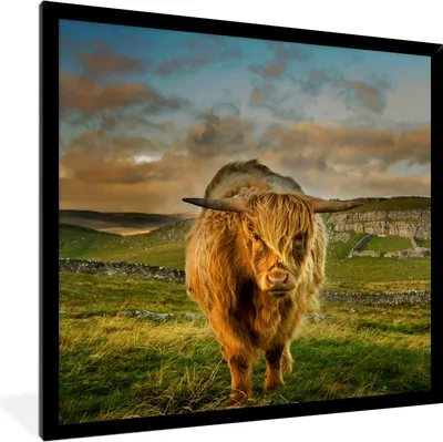 Produktbild von MuchoWow® Gerahmtes Poster Schottischer Highlander - Gras - Berg 40x40 cm - Poster mit Schwarzem Bilderrahmen Wandposter Rahmen Foto Bilder - Mit Rahmen - Wanddekoration Schlafzimmer