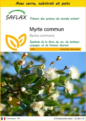 Image de SAFLAX Ensemble de culture - Myrte commun - 30 graines - Myrtus