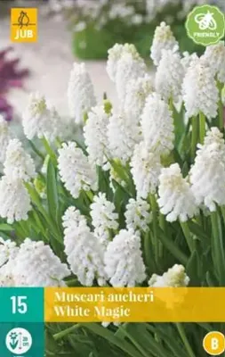 Productafbeelding van Muscari White magic JUB, 15 bloembollen