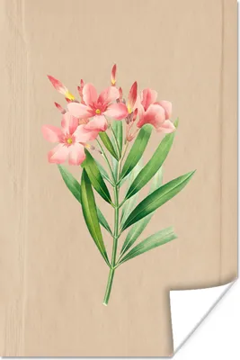 Produktbild von MuchoWow® Poster Lilie - Rosa - Blumen - Vintage 60x90 cm - Wanddekoration