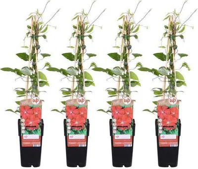 Image de Clématite 'Rouge Cardinal' 4 plants Ø15cm, 65cm de haut, résistante au froid