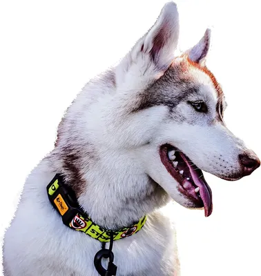 Image de Collier de sécurité réglable pour les besoins spécifiques des chiens - Noir/Jaune taille L
