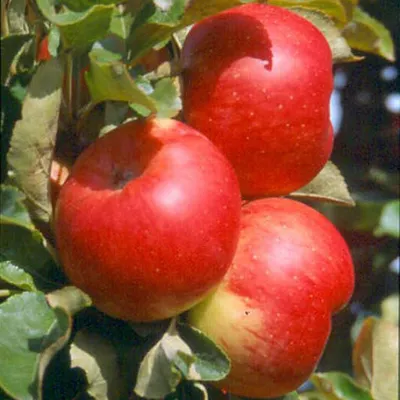 Produktbild von Säulenapfel Sonate (S) zweijährig 7,5 Liter Topfballen