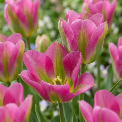 Produktbild von Green boutiQ - 12x Tulipa Strawberry Lemonade - Tulpe Strawberry Lemonade - Diverses - Frühlingsblüher - Zwiebelgröße 11/12
