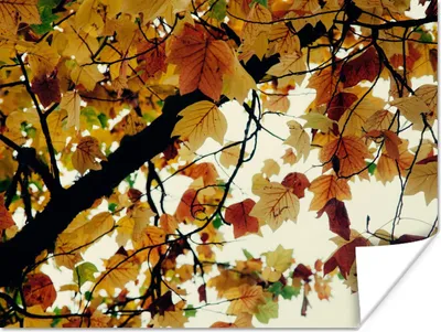 Produktbild von MuchoWow® Poster Bäume - Herbstblätter - Natur 40x30 cm - Plakate für die Wände - Poster Wohnzimmer