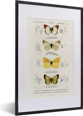 Produktbild von MuchoWow® MuchoWow® Gerahmtes Poster Schmetterling - Vintage - Insekten 40x60 cm - Poster mit zchwarzem Bilderrahmen - Poster in Rahmen