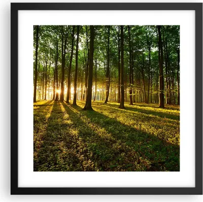 Produktbild von Gerahmtes Poster - Schwarzer Rahmen - Wald grün Sonnenstrahlen Natur - 40x40 cm - Wand Bild - Wanddeko - Wandbilder - Wandposter - Bilderrahmen - Bilder - Kunstdruck - Wandbild - P2BAC40x40-2510