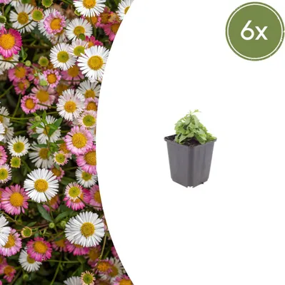 Image de Erigeron karvinskianus | 6 pièces - 10-25cm - Ø9cm - Plante de jardin