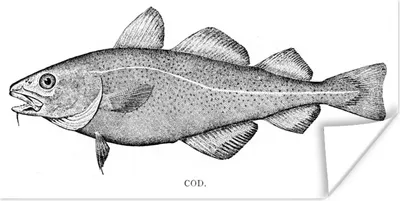 Produktbild von MuchoWow® Poster Schwarz-Weiß-Illustration eines Fisches 40x20 cm - Poster für die Wand - Poster Schlafzimmer